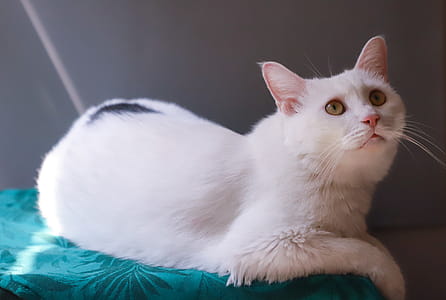 Shallow Focus Photography of White Cat thumbnail