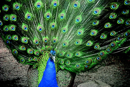 selective focus photography of green and blue peacock thumbnail