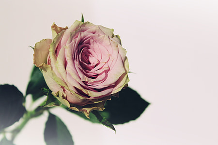 photo of pink-and-yellow Roses thumbnail