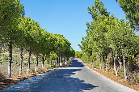 empty road between trees thumbnail