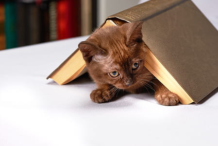 brown kitten and brown soft-bound book thumbnail