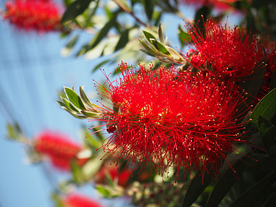 Callistemon, Early Summer Flowers thumbnail