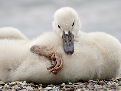 selective focus photography of white duck lying on ground thumbnail