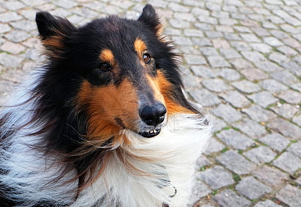 adult black, white, and brown Rough collie thumbnail