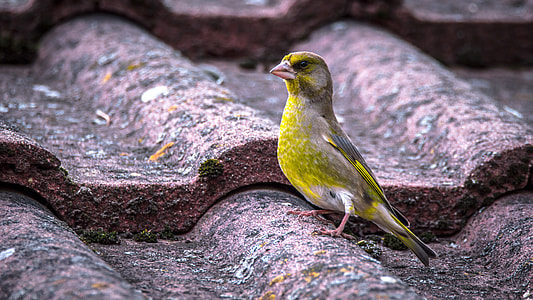 green and gray bird on house roof thumbnail