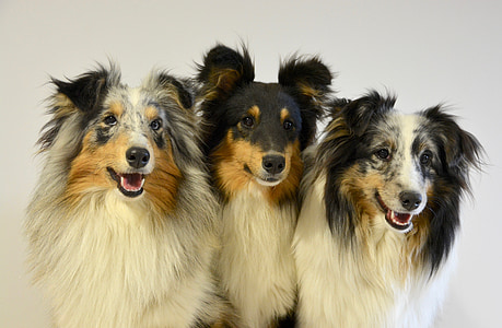 three white-and-black dogs thumbnail