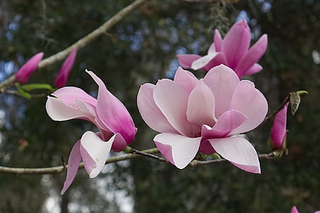 selective focus photography of pink petaled flowers thumbnail