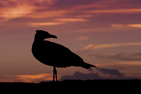 silhouette of bird during dawn thumbnail