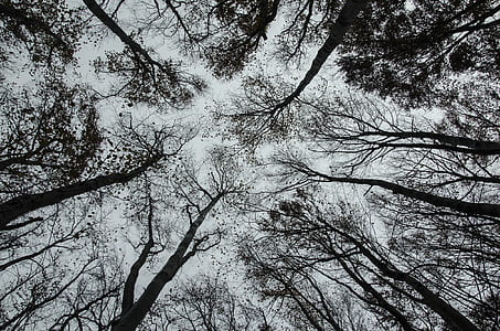 grayscale photography of trees thumbnail