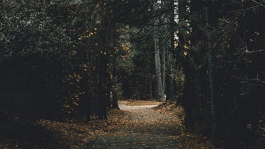 dirt road between trees photo thumbnail