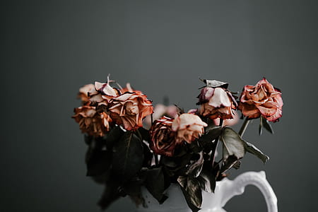 red and black petaled flowers thumbnail