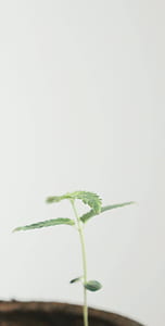 tilt-shift lens photography of green leaf seedling thumbnail