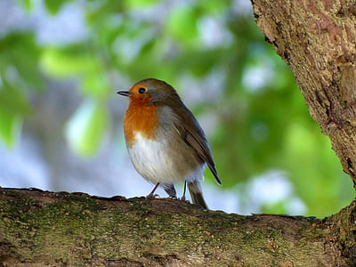 white and brown European robin perching on tree branch thumbnail