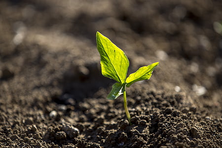 shallow focus photography of green leafed plant thumbnail