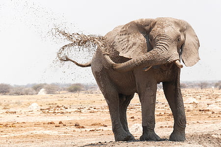 gray elephant swinging her nose thumbnail