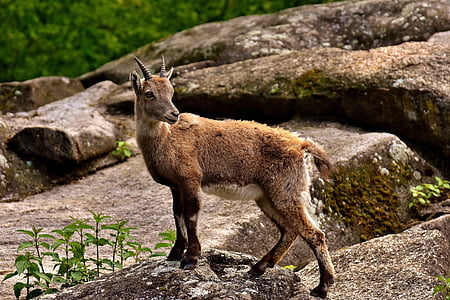 brown goat on rock thumbnail