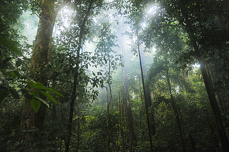 green rain forest during daytime thumbnail