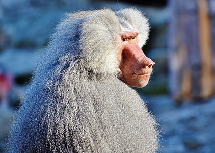 primate looking towards right thumbnail