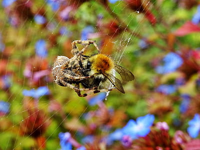 nature, blur, bee, insects thumbnail