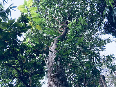 Worm's Eye View of Green Leaf Tree thumbnail