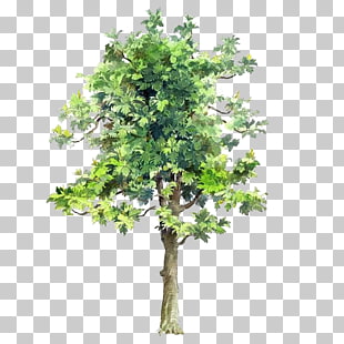 Tree Drawing Watercolor painting Architecture, Trees painted trees painted element, green leafed tree PNG clipart
