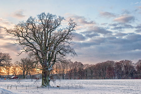 tree in the middle of the field thumbnail