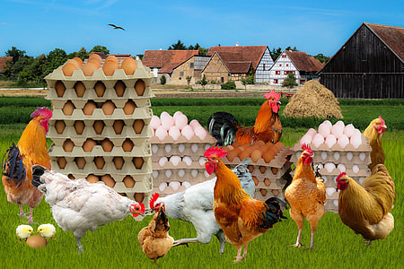 eggs and chickens illustration thumbnail