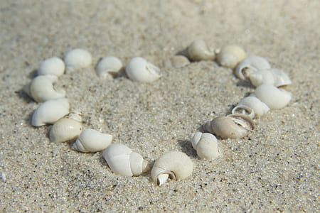 white seashells on brown sand thumbnail