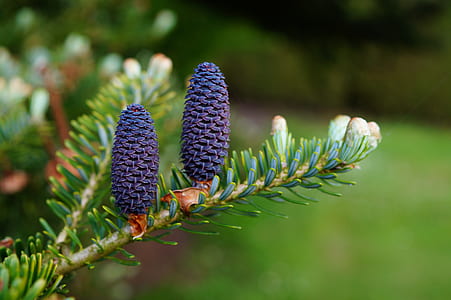 purple pine cone thumbnail