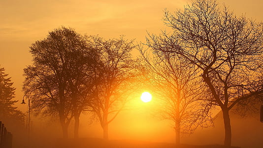 sun passing through bare trees thumbnail