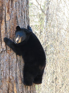 black bear climb tree thumbnail