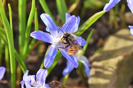 selective focus photography of bee perched on blue petaled flower thumbnail