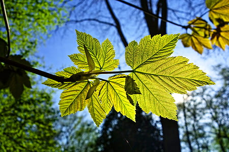 tilt shift lens photo of green leaf thumbnail