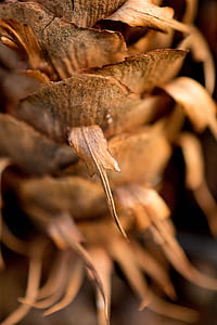 wood, light, nature, dry thumbnail