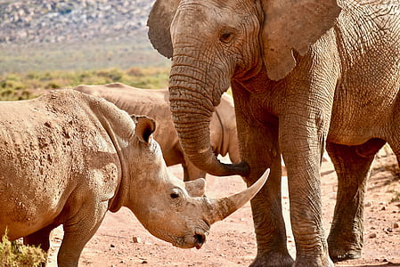 gray elephant and rhinoceros on field thumbnail