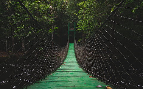 green wooden hanging bridge near green trees thumbnail