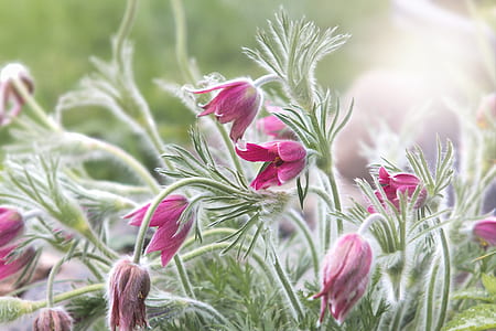 macro photo of pink flowers thumbnail