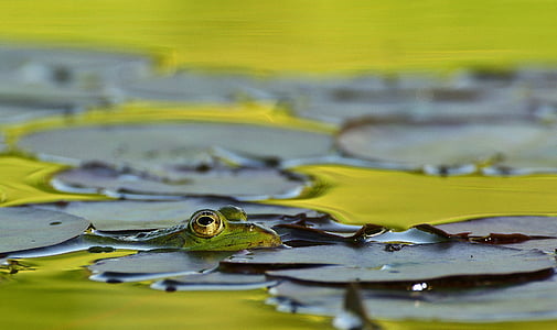 frog in lake thumbnail