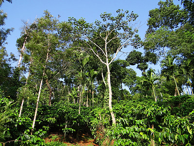 forest trees during daytime thumbnail