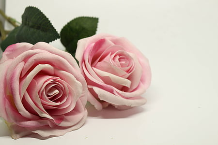 close-up photography of pink rose flowers thumbnail