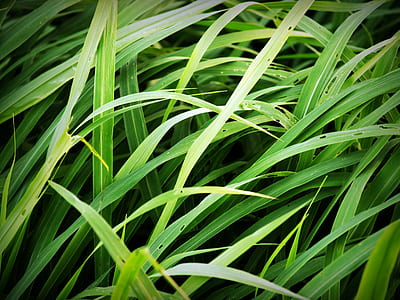 green linear grasses in close-up photo thumbnail