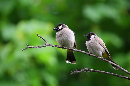 two grey and black birds on the tree trunk thumbnail