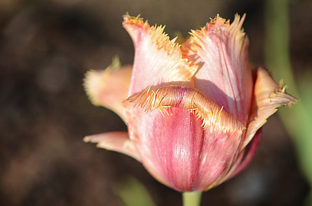 close-up photography of pink tulip flower thumbnail