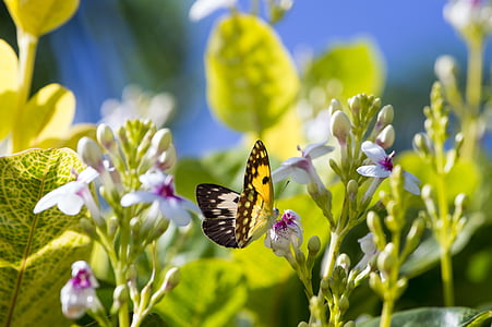 photo of yellow butterfly near flowers thumbnail