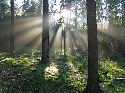 crepuscular rays shining upon trees thumbnail