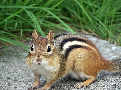 brown squirrel thumbnail