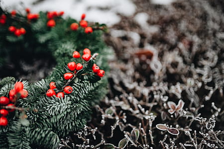 A Very Merry Fresh Holly Wreath for Christmas thumbnail