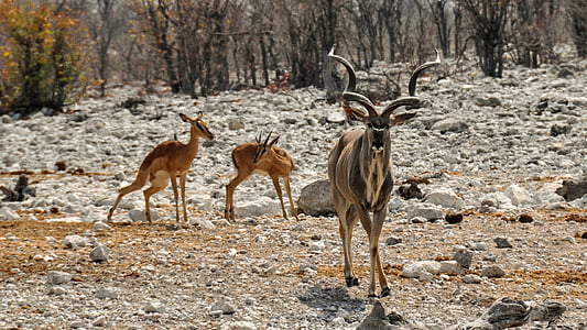three gray and brown deer standing on sand thumbnail