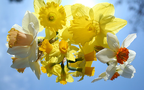 yellow and white petaled flowers thumbnail
