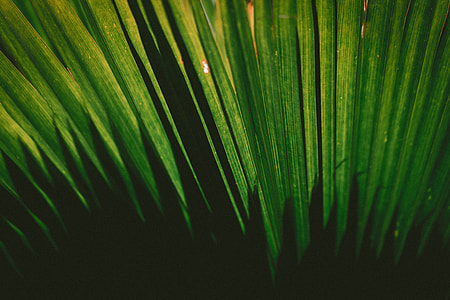 green palm leaf thumbnail